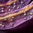 Réactions courantes qui aident à reconnaître une allergie aux aubergines