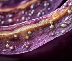 Réactions courantes qui aident à reconnaître une allergie aux aubergines