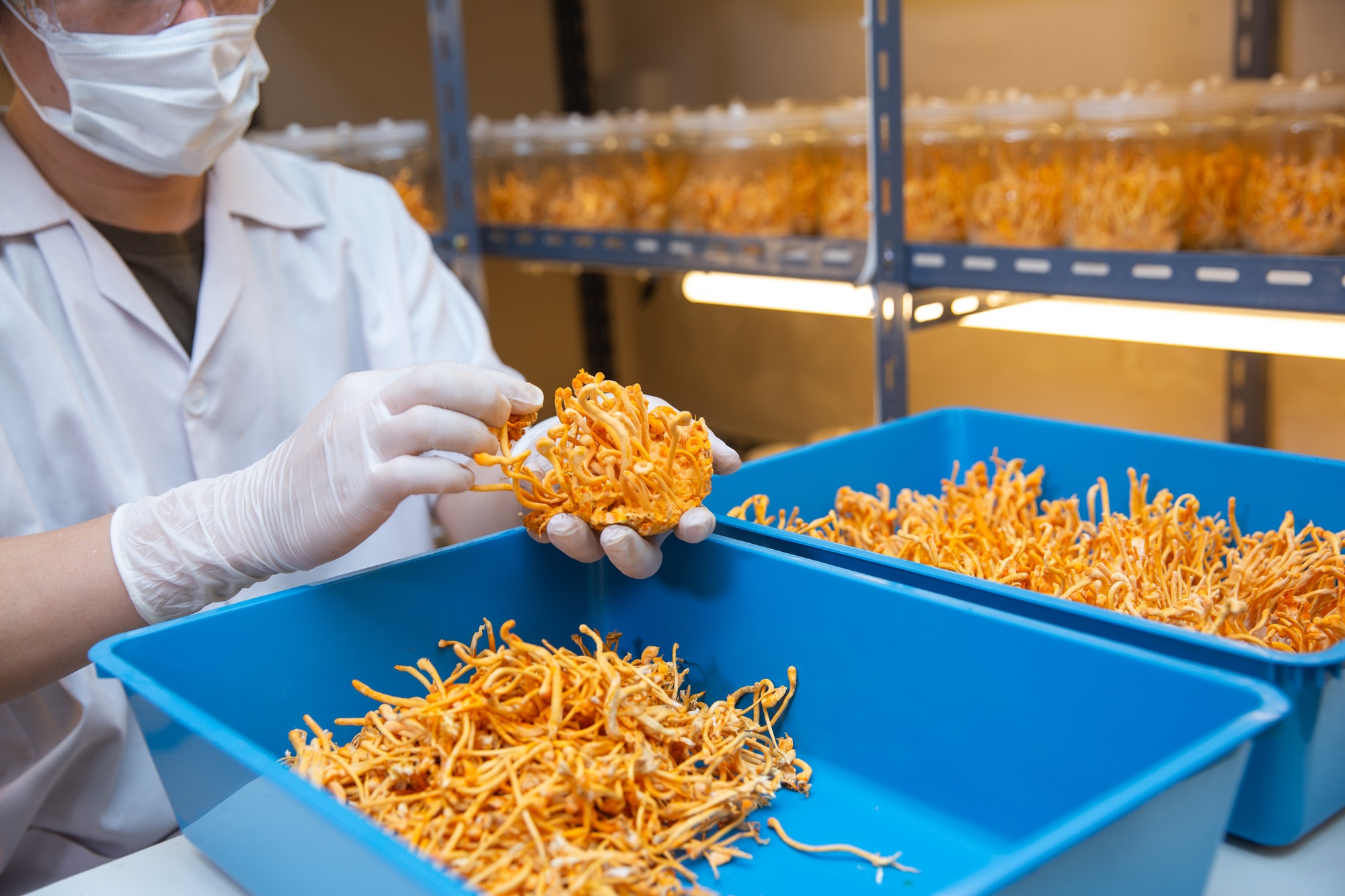 harvested Cordyceps mushrooms into blue trays