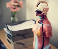 anatomie Q