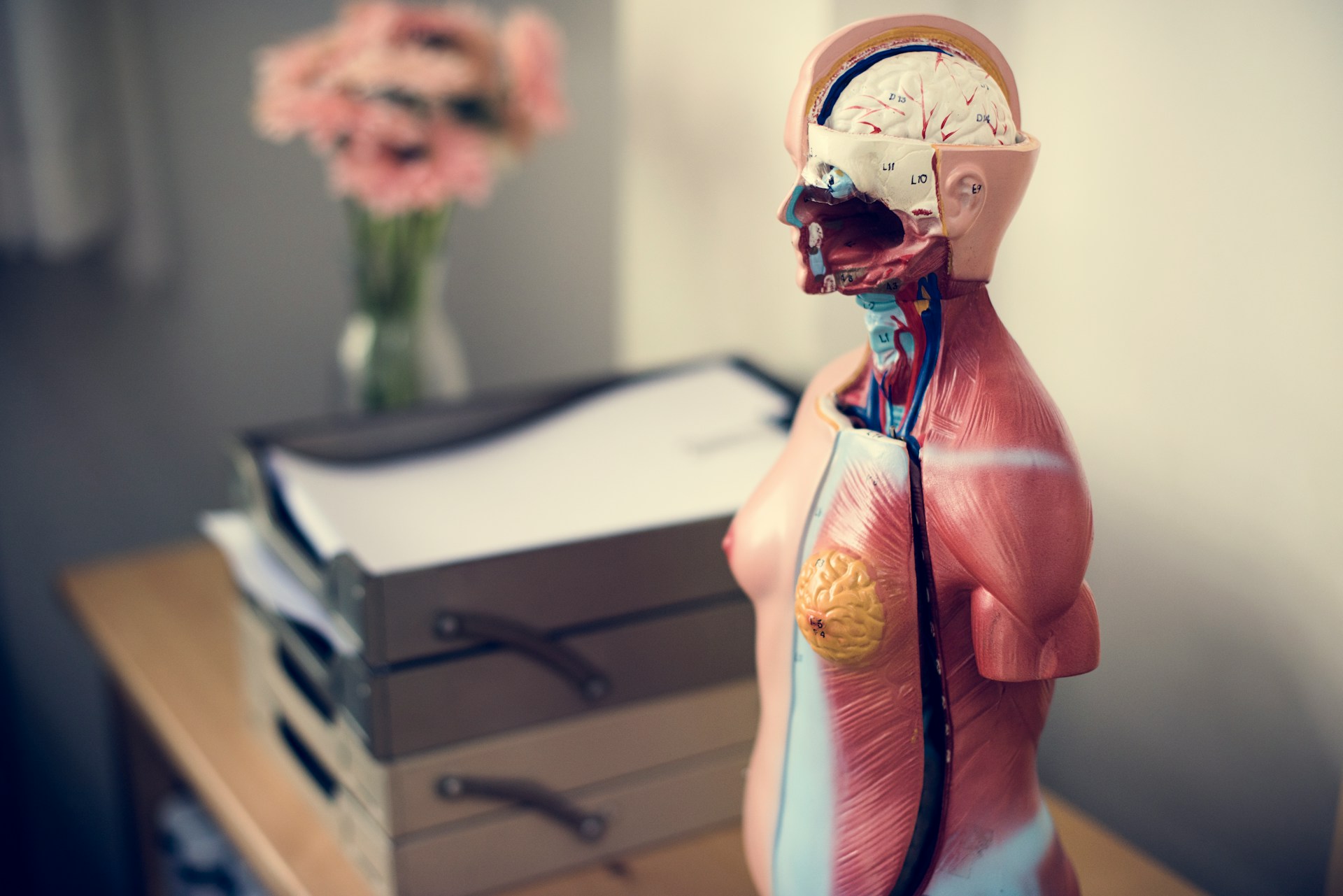 anatomie Q