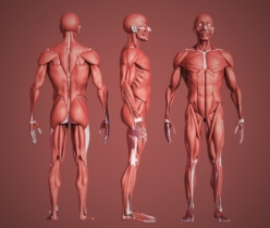 anatomie T