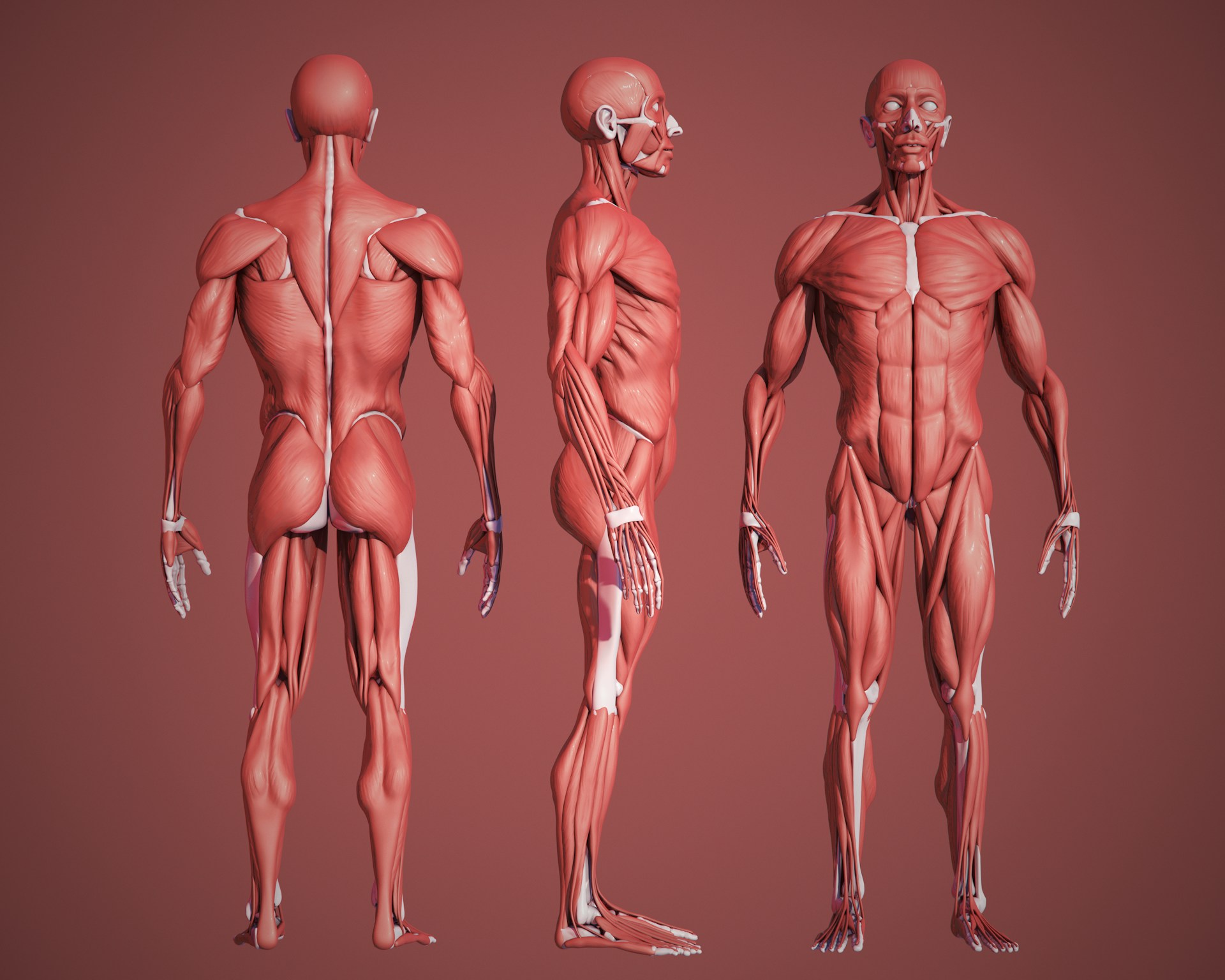 anatomie T